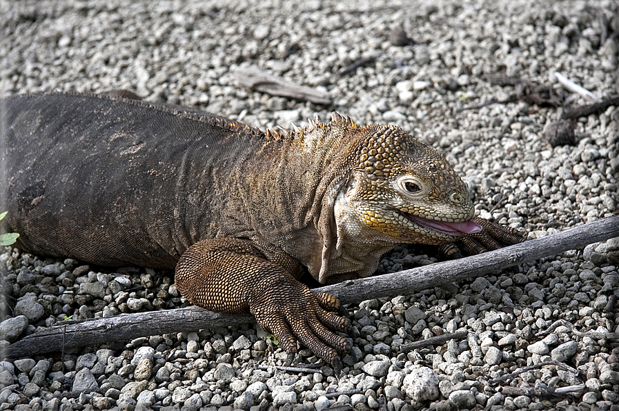 foto Flora e la fauna della Isole Galapagos